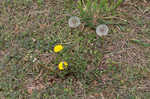 Common dandelion